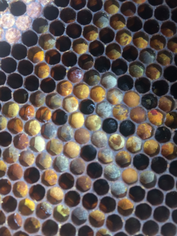  This is all POLLEN that the bees collected and stored in the hive.  
