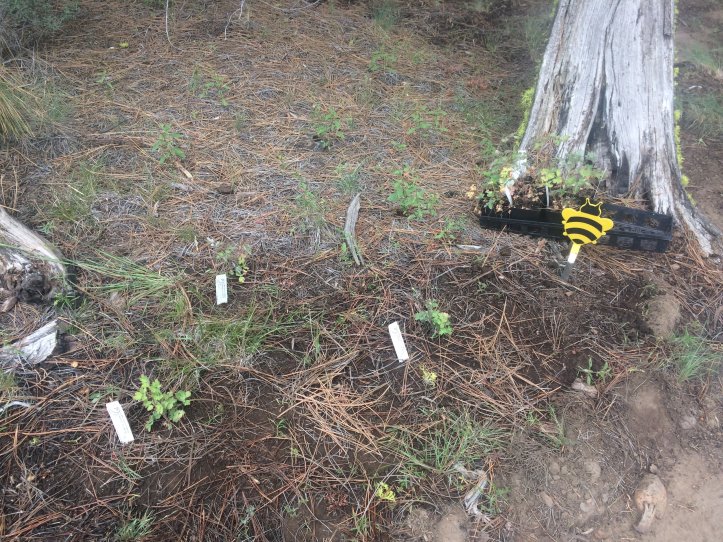  We are planting native wildflowers and trees to supplement the pollen and nectar sources available for bees and local native pollinators. We planted two small patches of native columbine along the path to the apiary (and there's already a bunch growing on the land).  