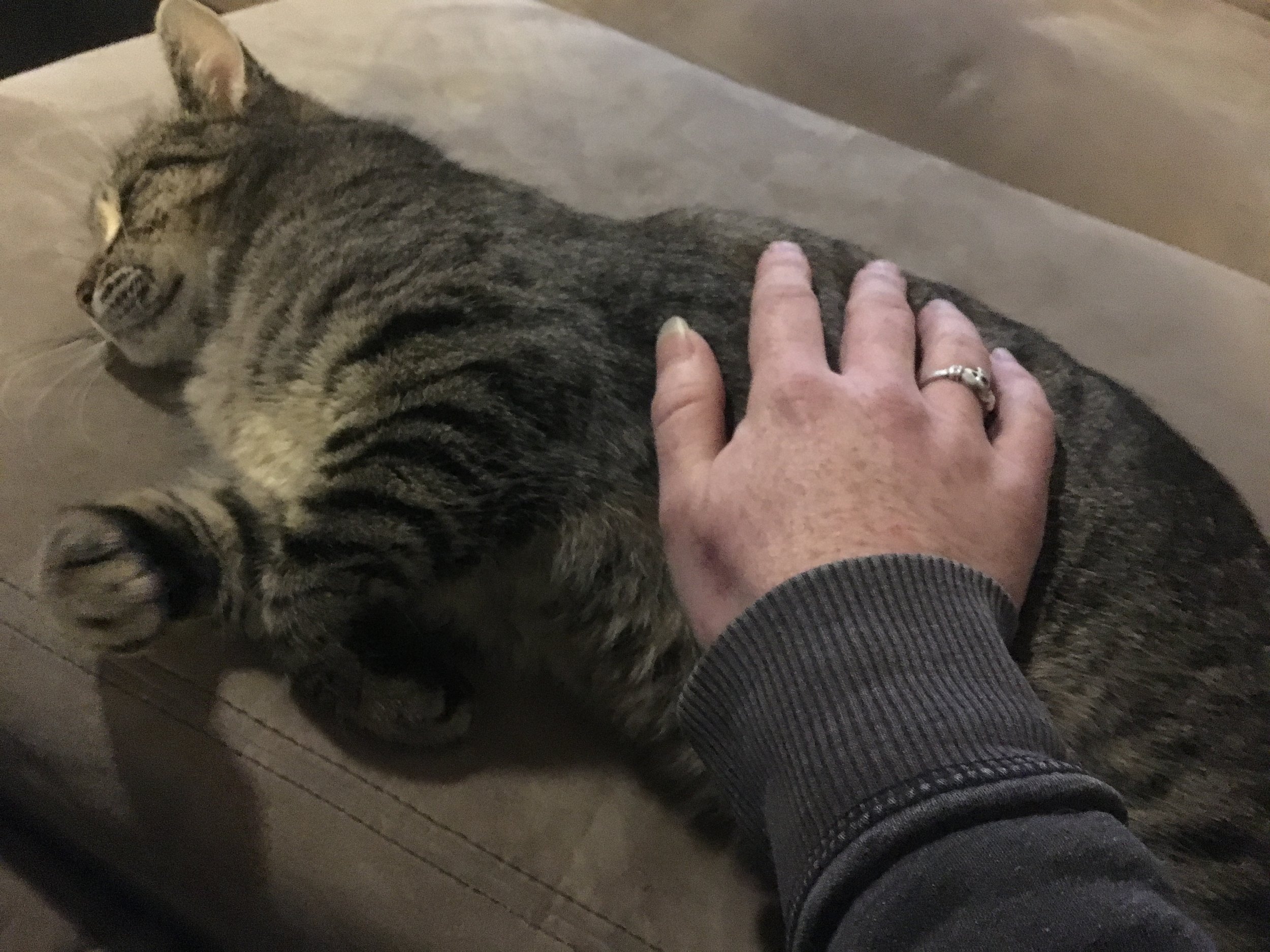  Slowly but surely, she began letting us pet her, and visiting inside. 